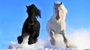 bw-horses