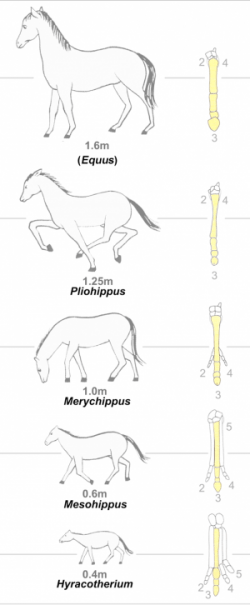 evoluzione