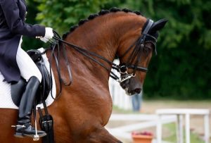 toilettatura cavallo gara